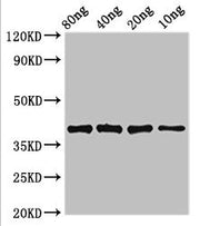 Western Blot Positive WB detected in Recombinant protein All lanes: lexA antibody at 3.4ug/ml Secondary Goat polyclonal to rabbit IgG at 1/50000 dilution predicted band size: 39 kDa observed band size: 39 kDa