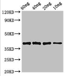 Western Blot Positive WB detected in Recombinant protein All lanes: lexA antibody at 3.4ug/ml Secondary Goat polyclonal to rabbit IgG at 1/50000 dilution predicted band size: 39 kDa observed band size: 39 kDa