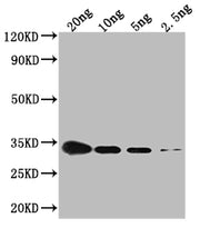 Western Blot Positive WB detected in Recombinant protein All lanes: CSPG antibody at 1:2000 Secondary Goat polyclonal to rabbit IgG at 1/50000 dilution Predicted band size: 34.4 kDa Observed band size: 34 kDa