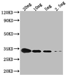 Western Blot Positive WB detected in Recombinant protein All lanes: CSPG antibody at 1:2000 Secondary Goat polyclonal to rabbit IgG at 1/50000 dilution Predicted band size: 34.4 kDa Observed band size: 34 kDa