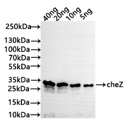 Western Blot Positive WB detected in: recombinant protein All lanes: cheZ Antibody at 1:1000 Secondary Goat polyclonal to rabbit IgG at 1/50000 dilution Predicted band size: 31 kDa Observed band size: 31 kDa