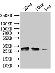 Western Blot Positive WB detected in: recombinant protein All lanes:rng Antibody at 1:1000 Secondary Goat polyclonal to rabbit IgG at 1/50000 dilution Predicted band size: 30 kDa Observed band size:30 kDa