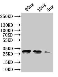 Western Blot Positive WB detected in: recombinant protein All lanes:rng Antibody at 1:1000 Secondary Goat polyclonal to rabbit IgG at 1/50000 dilution Predicted band size: 30 kDa Observed band size:30 kDa