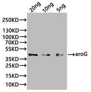 Western Blot Positive WB detected in: recombinant protein All lanes:aroG Antibody at 1:1000 Secondary Goat polyclonal to rabbit IgG at 1/20000 dilution Predicted band size: 39 kDa Observed band size:39 kDa