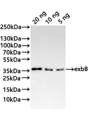 Western Blot Positive WB detected in: recombinant protein All lanes:exbB Antibody at 1:1000 Secondary Goat polyclonal to rabbit IgG at 1/20000 dilution Predicted band size: 23 kDa Observed band size: 29 kDa
