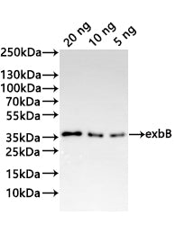 Western Blot Positive WB detected in: recombinant protein All lanes:exbB Antibody at 1:1000 Secondary Goat polyclonal to rabbit IgG at 1/20000 dilution Predicted band size: 23 kDa Observed band size: 29 kDa