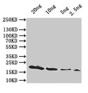 Western Blot Positive WB detected in: recombinant protein All lanes:hupA Antibody at 1:1000 Secondary Goat polyclonal to rabbit IgG at 1/50000 dilution Predicted band size: 19 kDa Observed band size: 19 kDa