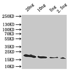 Western Blot Positive WB detected in: recombinant protein All lanes:hupA Antibody at 1:1000 Secondary Goat polyclonal to rabbit IgG at 1/50000 dilution Predicted band size: 19 kDa Observed band size: 19 kDa