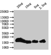 Western Blot Positive WB detected in: recombinant protein All lanes:hupB Antibody at 1:1000 Secondary Goat polyclonal to rabbit IgG at 1/50000 dilution Predicted band size: 21 kDa Observed band size: 21 kDa