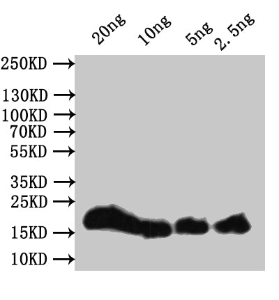 Western Blot Positive WB detected in: recombinant protein All lanes:hupB Antibody at 1:1000 Secondary Goat polyclonal to rabbit IgG at 1/50000 dilution Predicted band size: 21 kDa Observed band size: 21 kDa