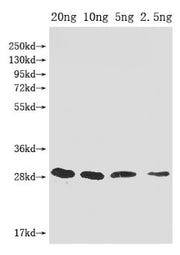 Western Blot Positive WB detected in Recombinant protein All lanes: mazF antibody at 1:2000 Secondary Goat polyclonal to rabbit IgG at 1/50000 dilution Predicted band size: 29 kDa Observed band size: 29 kDa