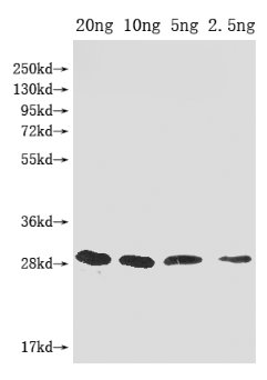 Western Blot Positive WB detected in Recombinant protein All lanes: mazF antibody at 1:2000 Secondary Goat polyclonal to rabbit IgG at 1/50000 dilution Predicted band size: 29 kDa Observed band size: 29 kDa