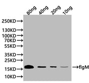 Western Blot Positive WB detected in: recombinant protein All lanes:flgM Antibody at 1:1000 Secondary Goat polyclonal to rabbit IgG at 1/20000 dilution Predicted band size: 17 kDa Observed band size: 17 kDa