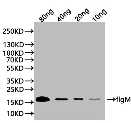 Western Blot Positive WB detected in: recombinant protein All lanes:flgM Antibody at 1:1000 Secondary Goat polyclonal to rabbit IgG at 1/20000 dilution Predicted band size: 17 kDa Observed band size: 17 kDa