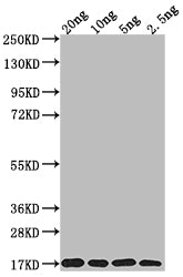 Western Blot Positive WB detected in Recombinant protein All lanes: MURJ antibody at 1:2000 Secondary Goat polyclonal to rabbit IgG at 1/50000 dilution Predicted band size: 16.8 kDa Observed band size: 17 kDa