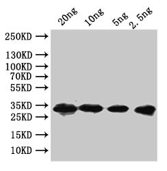 Western Blot Positive WB detected in: recombinant protein All lanes:nusGAntibody at 1:1000 Secondary Goat polyclonal to rabbit IgG at 1/50000 dilution Predicted band size: 23 kDa Observed band size: 23 kDa