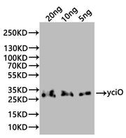Western Blot Positive WB detected in: recombinant protein All lanes:yciO Antibody at 1:1000 Secondary Goat polyclonal to rabbit IgG at 1/20000 dilution Predicted band size: 32 kDa Observed band size: 32 kDa