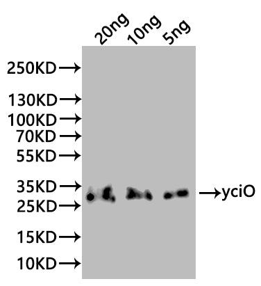 Western Blot Positive WB detected in: recombinant protein All lanes:yciO Antibody at 1:1000 Secondary Goat polyclonal to rabbit IgG at 1/20000 dilution Predicted band size: 32 kDa Observed band size: 32 kDa