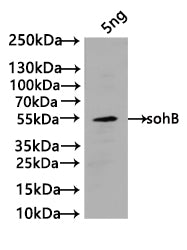 Western Blot Positive WB detected in: recombinant protein All lanes:sohB Antibody at 1:1000 Secondary Goat polyclonal to rabbit IgG at 1/50000 dilution Predicted band size: 52 kDa Observed band size: 52 kDa