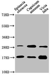 Western Blot Positive WB detected in: Spinacia oleracea leaf tissue, Capsicum annuum leaf tissue, Vicia faba leaf tissue All lanes: PETE antibody at 1:1250 Secondary Goat polyclonal to rabbit IgG at 1/50000 dilution Predicted band size: 17 kDa Obs...