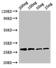 Western Blot Positive WB detected in Recombinant protein All lanes: Papain antibody at 3µg/ml Secondary Goat polyclonal to rabbit IgG at 1/50000 dilution predicted band size: 27 kDa observed band size: 27 kDa