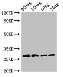 Western Blot Positive WB detected in Recombinant protein All lanes: Papain antibody at 3µg/ml Secondary Goat polyclonal to rabbit IgG at 1/50000 dilution predicted band size: 27 kDa observed band size: 27 kDa