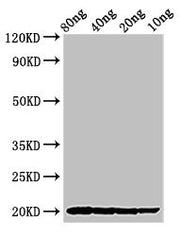 Western Blot Positive WB detected in Recombinant protein All lanes: THI2.1 antibody at 2.7ug/ml Secondary Goat polyclonal to rabbit IgG at 1/50000 dilution Predicted band size: 20 kDa Observed band size: 20 kDa