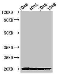 Western Blot Positive WB detected in Recombinant protein All lanes: THI2.1 antibody at 2.7ug/ml Secondary Goat polyclonal to rabbit IgG at 1/50000 dilution Predicted band size: 20 kDa Observed band size: 20 kDa