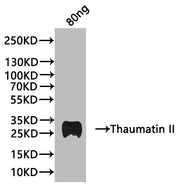 Western Blot Positive WB detected in: recombinant protein All lanes:Thaumatin II Antibody at 1:1000 Secondary Goat polyclonal to rabbit IgG at 1/20000 dilution Predicted band size: 26.42 kDa Observed band size: 28 kDa