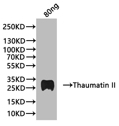 Western Blot Positive WB detected in: recombinant protein All lanes:Thaumatin II Antibody at 1:1000 Secondary Goat polyclonal to rabbit IgG at 1/20000 dilution Predicted band size: 26.42 kDa Observed band size: 28 kDa