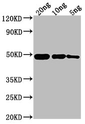Western Blot Positive WB detected in Recombinant protein All lanes: ompF antibody at 1:2000 Secondary Goat polyclonal to rabbit IgG at 1/50000 dilution Predicted band size: 44.1 kDa Observed band size: 49 kDa