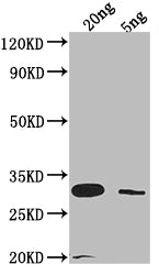 Western Blot Positive WB detected in Recombinant protein All lanes: LAMB antibody at 1:2000 Secondary Goat polyclonal to rabbit IgG at 1/50000 dilution Predicted band size: 29.8 kDa Observed band size: 31 kDa