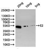 Western Blot Positive WB detected in: recombinant protein All lanes:E2 Antibody at 1:1000 Secondary Goat polyclonal to rabbit IgG at 1/20000 dilution Predicted band size: 48.8 kDa Observed band size: 48.8 kDa