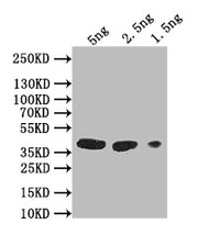 Western Blot Positive WB detected in: recombinant protein All lanes: gH Antibody at 1:1000 Secondary Goat polyclonal to rabbit IgG at 1/50000 dilution Predicted band size: 38 kDa Observed band size: 38 kDa