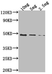 Western Blot Positive WB detected in Recombinant protein All lanes: DBP antibody at 1:2000 Secondary Goat polyclonal to rabbit IgG at 1/50000 dilution Predicted band size: 43.5 kDa Observed band size: 49 kDa