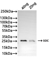 Western Blot Positive WB detected in: recombinant protein All lanes: soc Antibody at 1:1000 Secondary Goat polyclonal to rabbit IgG at 1/50000 dilution Predicted band size: 22 kDa Observed band size: 27 kDa