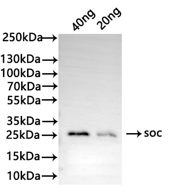 Western Blot Positive WB detected in: recombinant protein All lanes: soc Antibody at 1:1000 Secondary Goat polyclonal to rabbit IgG at 1/50000 dilution Predicted band size: 22 kDa Observed band size: 27 kDa