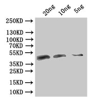 Western Blot Positive WB detected in: recombinant protein All lanes:VACWR106 Antibody at 1:1000 Secondary Goat polyclonal to rabbit IgG at 1/50000 dilution Predicted band size: 40.2 kDa Observed band size: 41 kDa