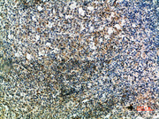 Immunohistochemical analysis of paraffin-embedded human-tonsil, antibody was diluted at 1:200