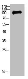 Western Blot analysis of 3T3 cells using Antibody diluted at 500. Secondary antibody was diluted at 1:20000