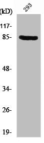 Western Blot analysis of 293 cells using PNPase Polyclonal Antibody