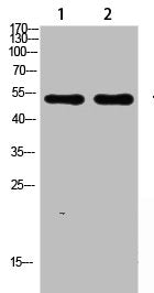 Western blot analysis of SW480 lysate, antibody was diluted at 1000. Secondary antibody was diluted at 1:20000