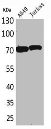 Western Blot analysis of A549 Jurkat cells using Ku-70 Polyclonal Antibody