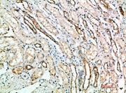 Immunohistochemical analysis of paraffin-embedded human-kidney, antibody was diluted at 1:200