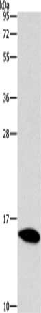 Gel: 15%SDS-PAGE, Lysate: 40 ug, Lane: Mouse brain tissue, Primary antibody: CSB-PA374612(CST4 Antibody) at dilution 1/1450, Secondary antibody: Goat anti rabbit IgG at 1/8000 dilution, Exposure time: 1 minute