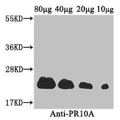 Western Blot Positive WB detected in: Coptis japonica (80µg, 40µg, 20µg, 10µg) All lanes: PR10A antibody at 3.4µg/ml Secondary Goat polyclonal to rabbit IgG at 1/50000 dilution Predicted band size: 23 kDa Observed band size: 23 kDa