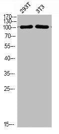 Western Blot analysis of 293T 3T3 cells using PI 3 Kinase Class 3 Polyclonal Antibody diluted at 1:1500. Secondary antibody was diluted at 1:20000