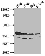 Western Blot Positive WB detected in Recombinant protein All lanes: btuB antibody at 1:2000 Secondary Goat polyclonal to rabbit IgG at 1/50000 dilution Predicted band size: 36.3 kDa Observed band size: 42 kDa