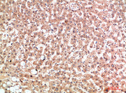 Immunohistochemical analysis of paraffin-embedded human-liver, antibody was diluted at 1:200