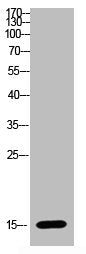 Western blot analysis of HELA Cell Lysate using antibody